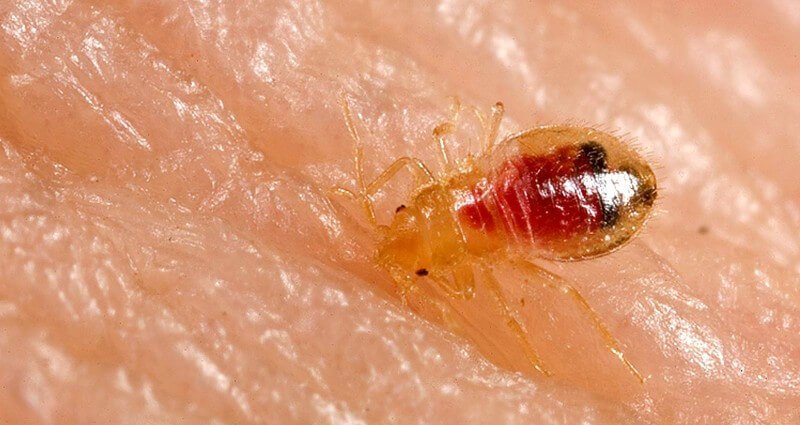 a close up of a bed bug