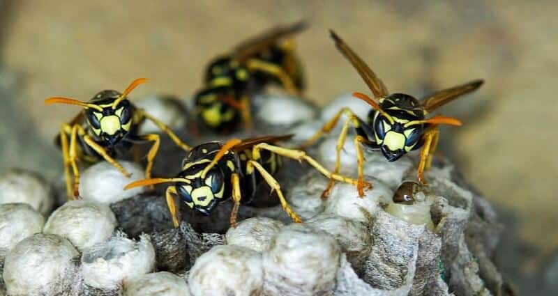 Wasp Removal