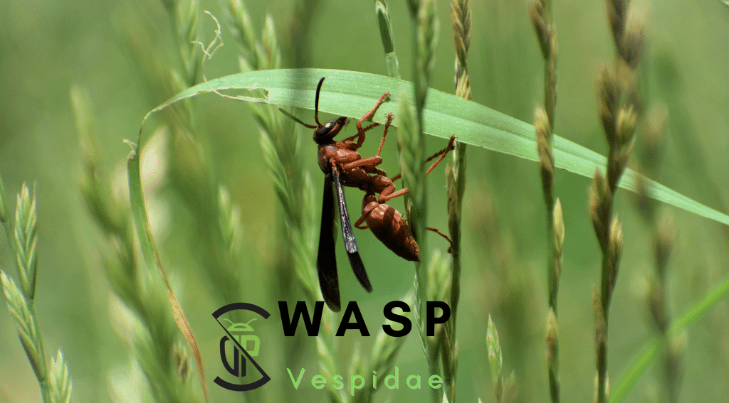 Wasp Library