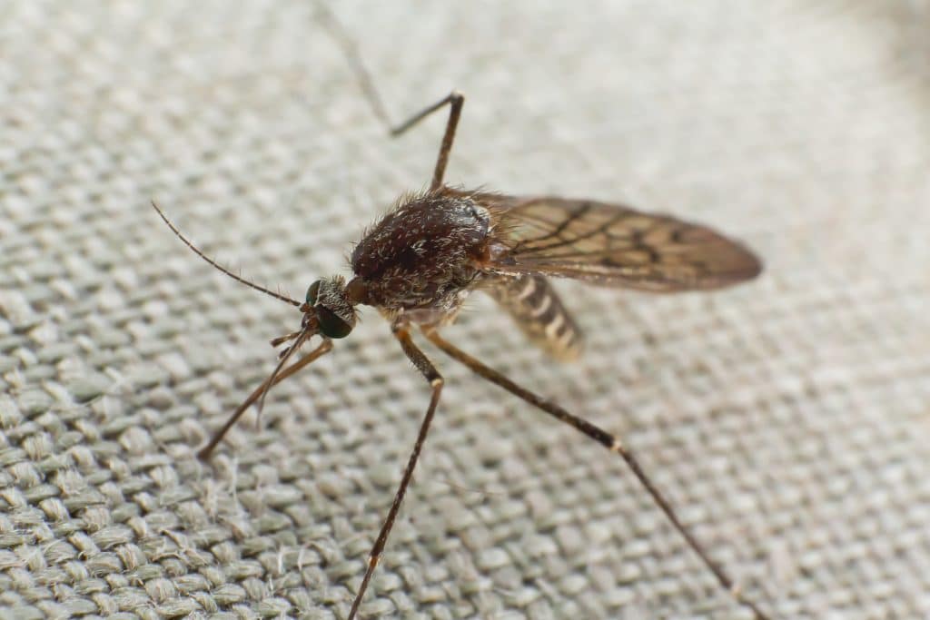 mosquito on furniture